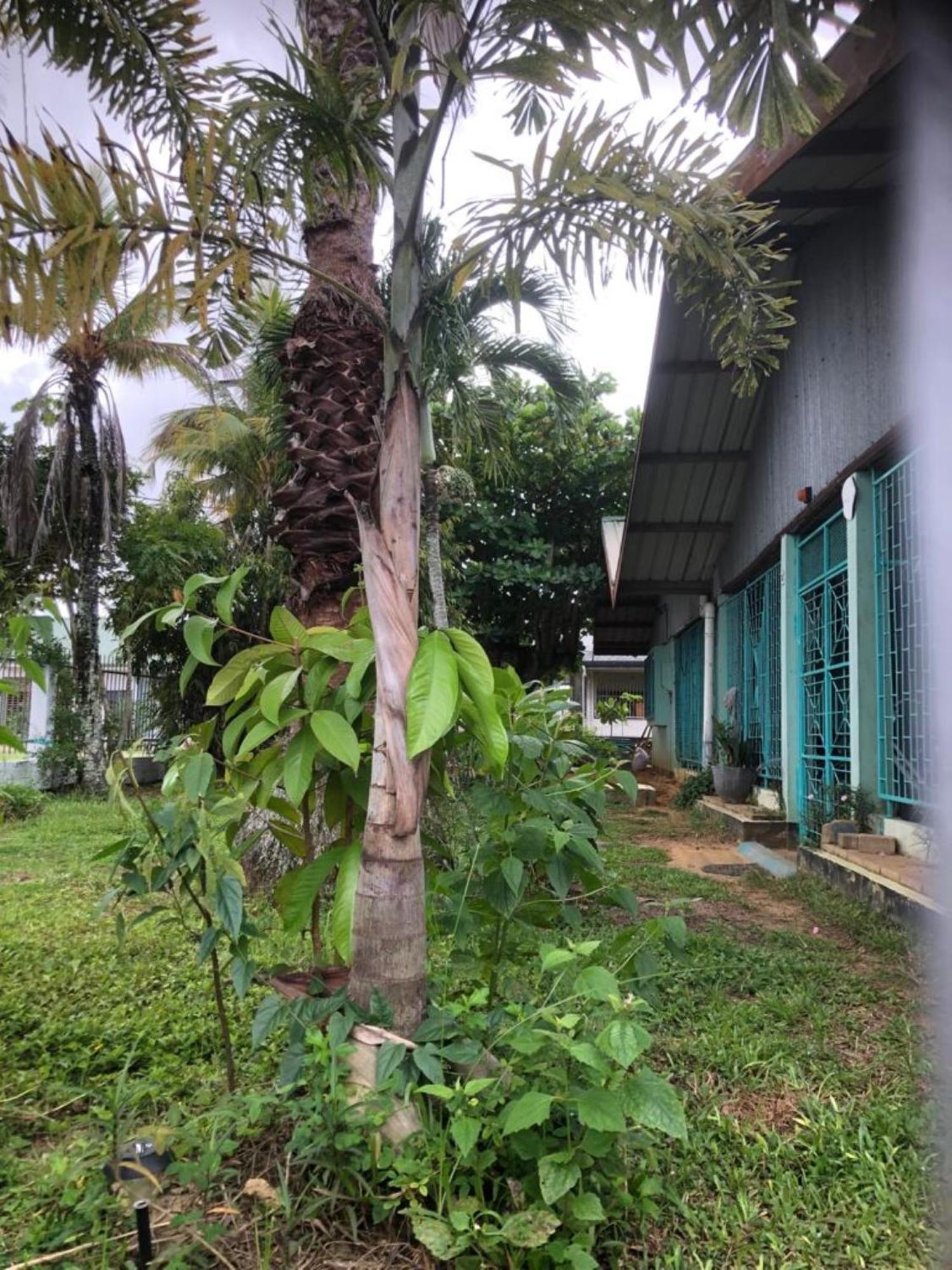 Unu Pikin Guesthouse Paramaribo Luaran gambar